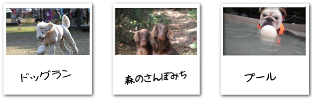 犬の森ポム（静岡県浜松市）はドッグランの他に散歩道、プールなどの施設があります。
